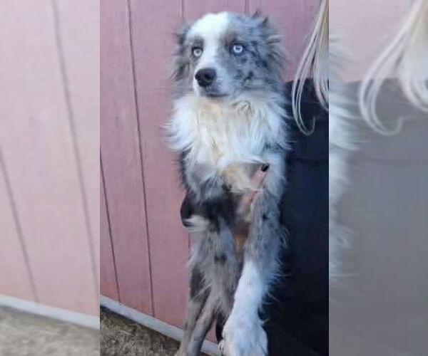 Medium Photo #3 Australian Shepherd-Unknown Mix Puppy For Sale in Grafton, WI, USA