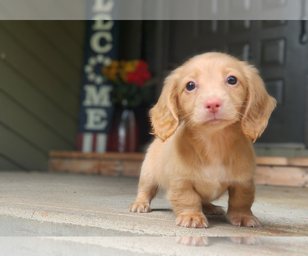 Medium Photo #2 Dachshund Puppy For Sale in GALENA, KS, USA