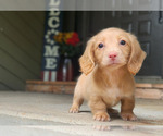 Small #1 Dachshund