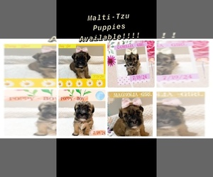 Mal-Shi Puppy for sale in JACKSONVILLE, FL, USA