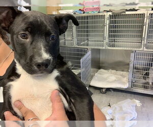 American Staffordshire Terrier-Unknown Mix Dogs for adoption in Grand Prairie, TX, USA