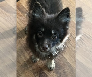 Pomsky Puppy for Sale in AVOCA, Michigan USA