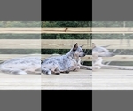 Small #5 Australian Cattle Dog