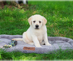 Small #4 Labrador Retriever