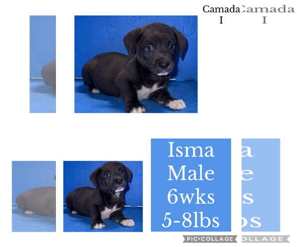 Medium Photo #1 Chihuahua-Siberian Husky Mix Puppy For Sale in Virginia Beach, VA, USA