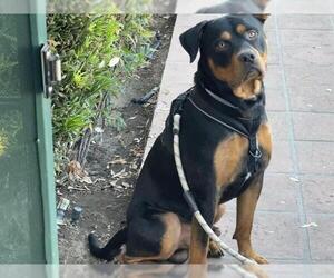 Rottweiler Dogs for adoption in Pasadena, CA, USA