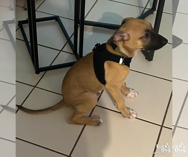 Medium Photo #4 Labrador Retriever-Unknown Mix Puppy For Sale in Washington, DC, USA