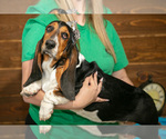 Puppy Valerie Basset Hound