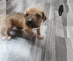 Puppy Black Bean Rhodesian Ridgeback