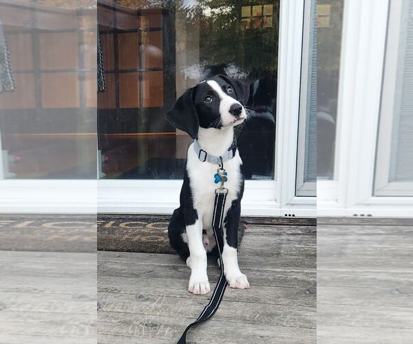 Medium Photo #2 Borador Puppy For Sale in Plainfield, IL, USA