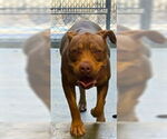 Small American Pit Bull Terrier