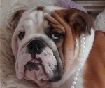 Small Photo #1 Bulldog Puppy For Sale in ISLIP TERRACE, NY, USA