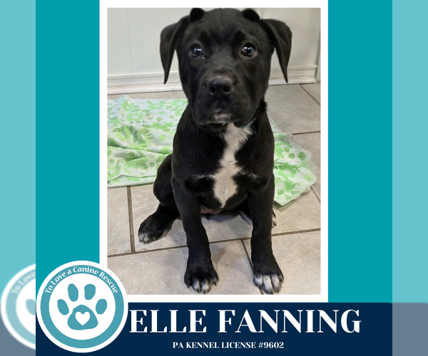 Medium Photo #1 Labrador Retriever-Unknown Mix Puppy For Sale in Kimberton, PA, USA