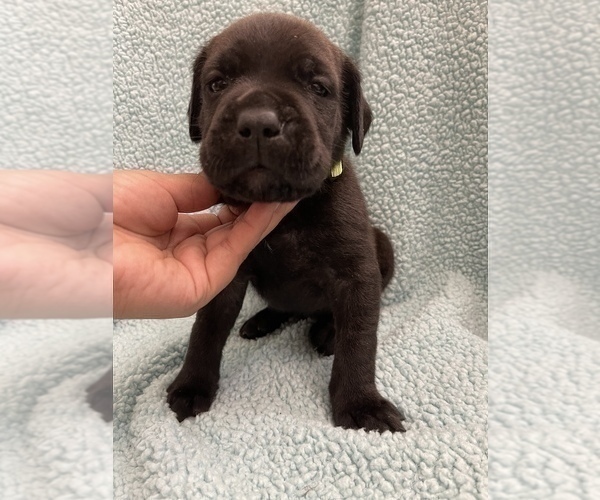 Medium Photo #4 Cane Corso Puppy For Sale in BAKERSFIELD, CA, USA