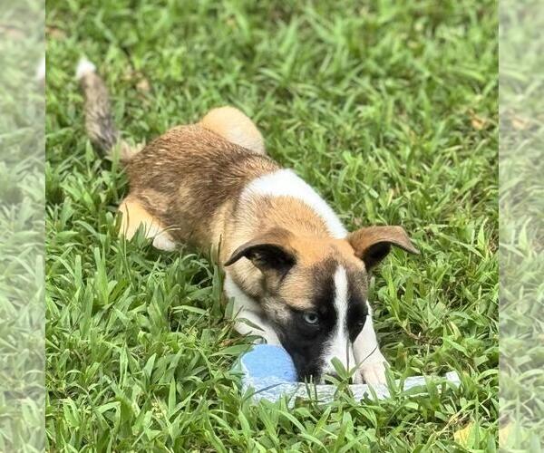 Medium Photo #2 Labrenees Puppy For Sale in Yardley, PA, USA