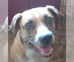 Small #3 Catahoula Leopard Dog Mix