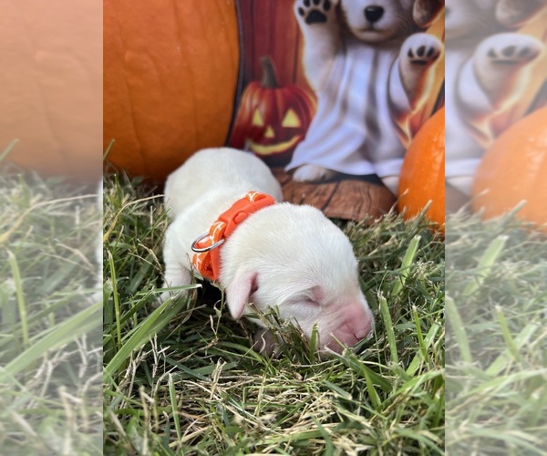 Medium Photo #9 Labrador Retriever Puppy For Sale in NEOLA, WV, USA