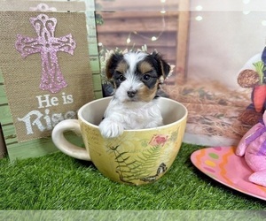 Yorkshire Terrier Puppy for sale in CASSVILLE, MO, USA