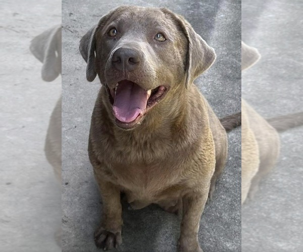Medium Photo #1 Labrador Retriever Puppy For Sale in ORANGEBURG, SC, USA