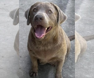 Mother of the Labrador Retriever puppies born on 04/25/2026
