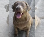 Small Photo #1 Labrador Retriever Puppy For Sale in ORANGEBURG, SC, USA