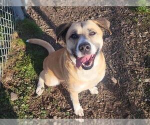 Labrador Retriever-Unknown Mix Dogs for adoption in McKinleyville, CA, USA