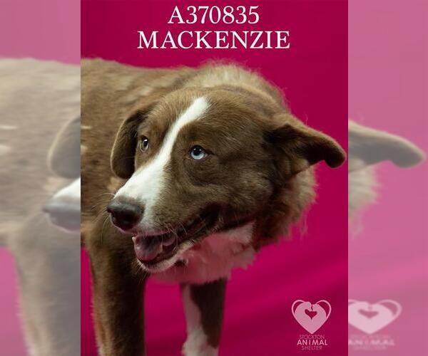 Medium Photo #2 Border Collie-Unknown Mix Puppy For Sale in Stockton, CA, USA