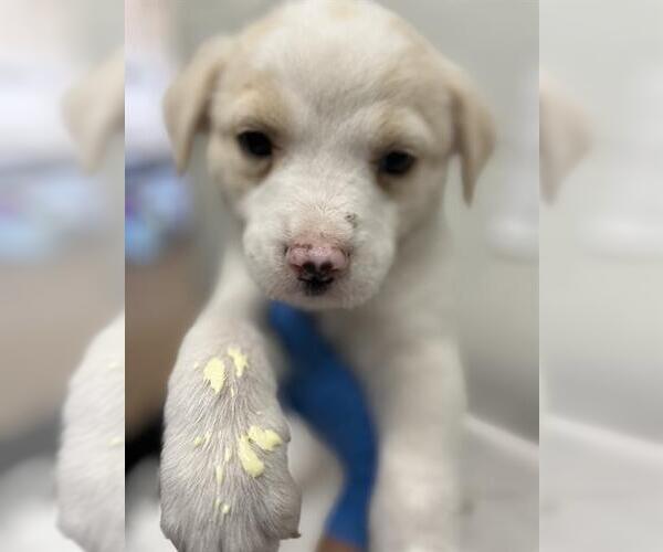 Medium Photo #1 Labrador Retriever-Unknown Mix Puppy For Sale in Chula Vista, CA, USA
