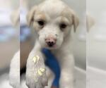 Small Labrador Retriever Mix
