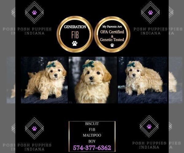 Medium Photo #63 Maltipoo Puppy For Sale in WARSAW, IN, USA