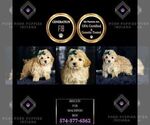 Small Photo #63 Maltipoo Puppy For Sale in WARSAW, IN, USA