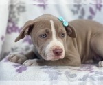 Small Photo #11 American Bully Puppy For Sale in LAKELAND, FL, USA
