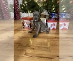 Small Photo #5 Cane Corso Puppy For Sale in WATERBURY, CT, USA