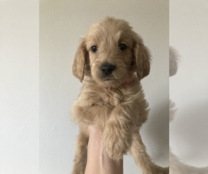Goldendoodle Puppy for Sale in HOMESTEAD, Florida USA
