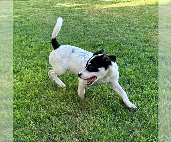 Medium Photo #4 Parson Russell Terrier-Unknown Mix Puppy For Sale in FRAMINGHAM, MA, USA