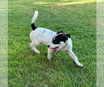 Small #3 Parson Russell Terrier Mix