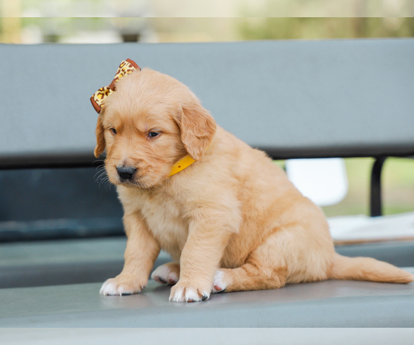 Medium Photo #5 Golden Retriever Puppy For Sale in LIBERTY, KY, USA