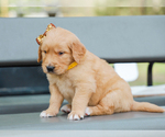 Small #4 Golden Retriever