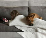 Small #21 American Staffordshire Terrier-German Shepherd Dog Mix