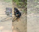 Small #2 Doberman Pinscher Mix