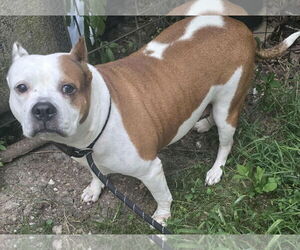 American Bulldog-American Staffordshire Terrier Mix Dogs for adoption in Alexander, AR, USA
