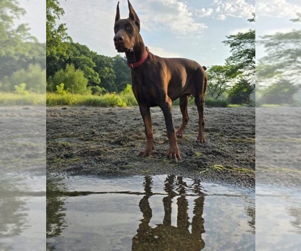 Medium Photo #100 Doberman Pinscher Puppy For Sale in FORT LAUDERDALE, FL, USA