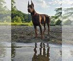 Small Photo #100 Doberman Pinscher Puppy For Sale in FORT LAUDERDALE, FL, USA