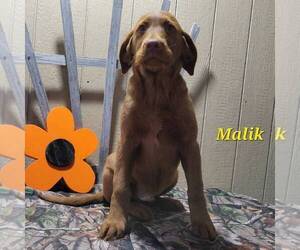 Labradoodle-Poodle (Standard) Mix Puppy for sale in CANAJOHARIE, NY, USA