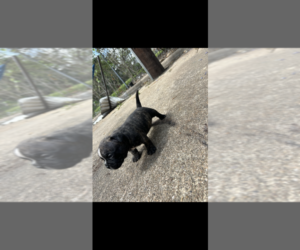 Medium Photo #3 American Bully Puppy For Sale in HOUSTON, TX, USA