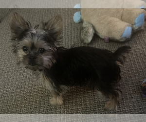 Morkie Puppy for sale in BOLIVAR, MO, USA