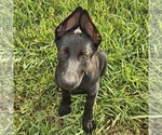 Small #5 German Shepherd Dog