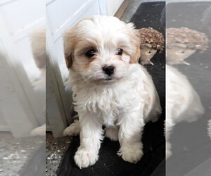 Medium Cavapoo