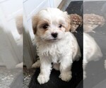 Small Cavapoo
