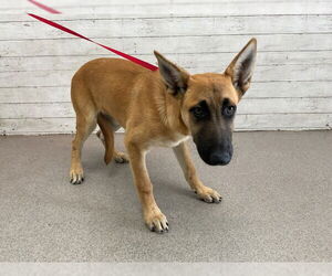 German Shepherd Dog-Unknown Mix Dogs for adoption in San Bernardino, CA, USA